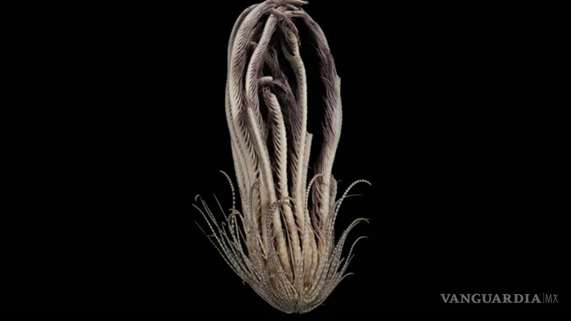 $!Descubren criatura marina con 20 brazos, cerca de la Antártida