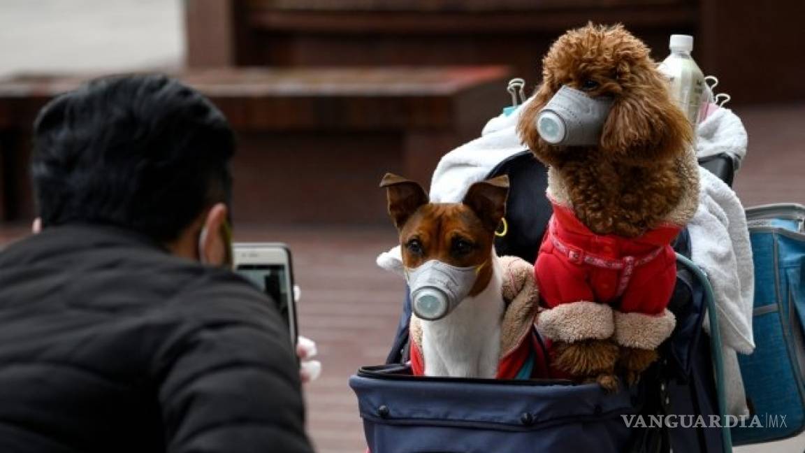 Perro da positivo a prueba Coronavirus en Hong Kong; su dueña lo infectó