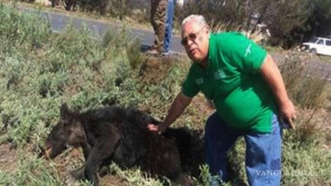 Atropellan y matan a oso negro en Saltillo