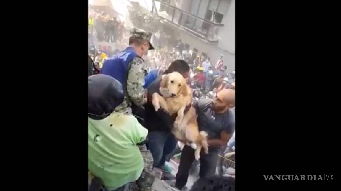 El emotivo rescate de un perro en el sismo de la CDMX (video)