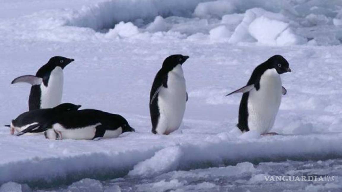 Reportan la muerte masiva de pingüinos en la Antártida