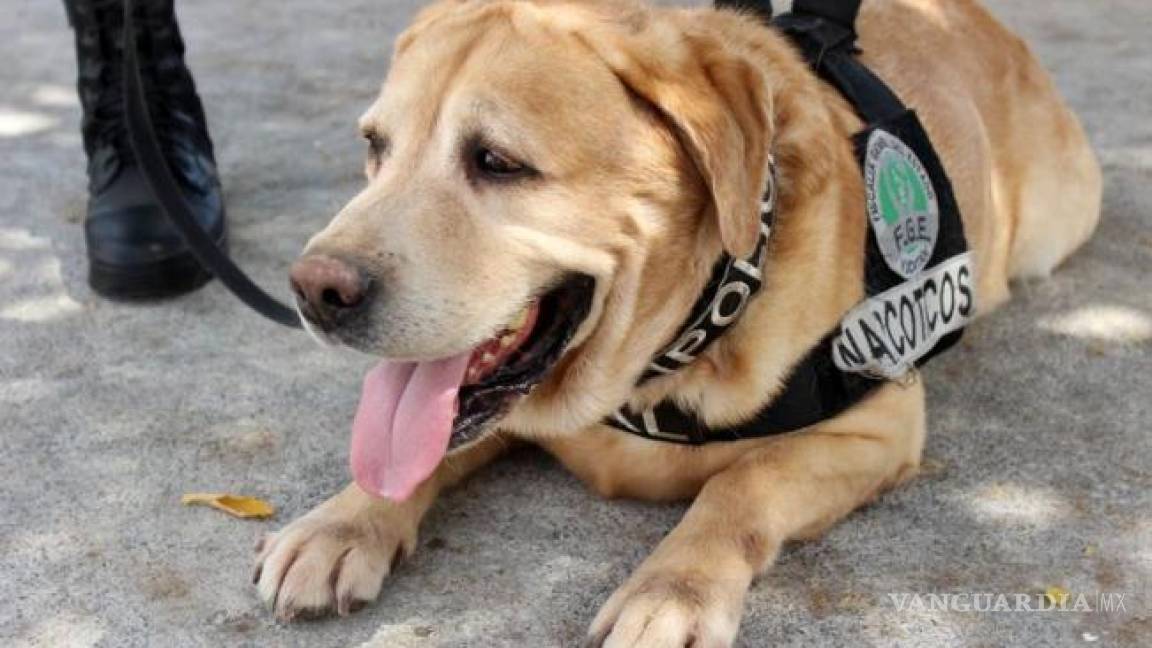 Con honores se jubila el primer perro policía de Yucatán