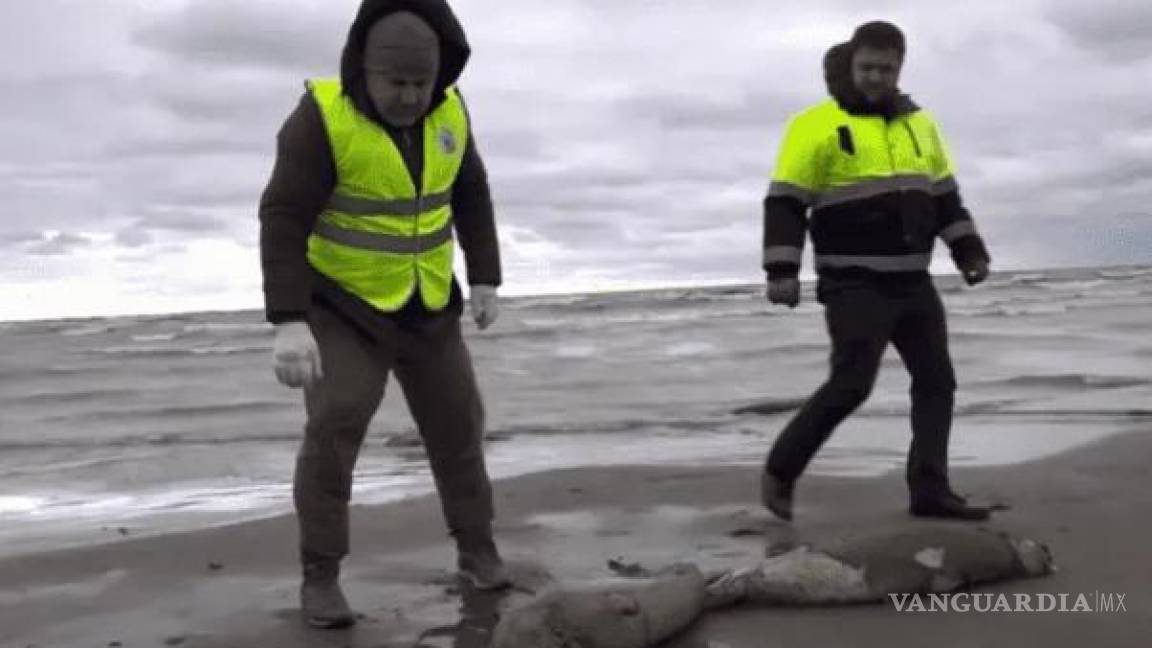 Encuentran dos mil 500 focas muertas en la costa del Mar Caspio, en Rusia