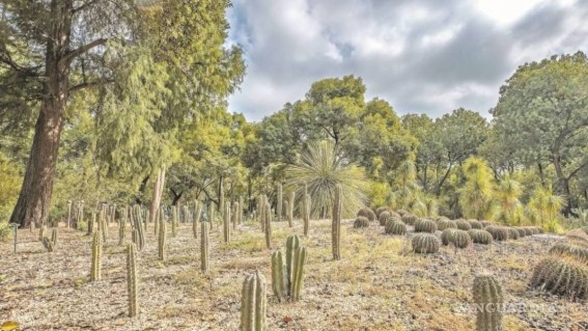 $!Arrasarán con Jardín Botánico de Chapultepec para construir nuevo museo