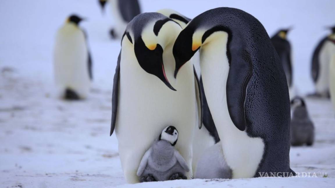 #PenguinDay: ¿Cómo se celebra el día del pingüino en el mundo?