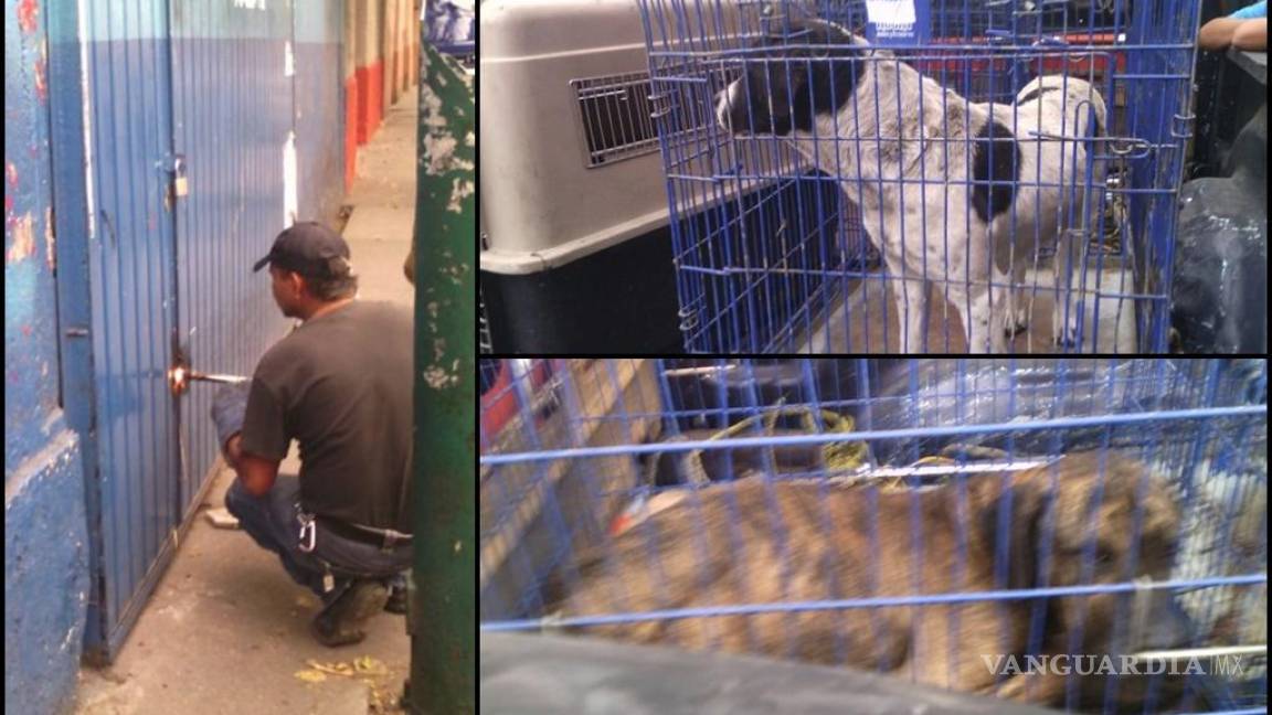 Rescatan a perros abandonados en edificio clausurado del DF