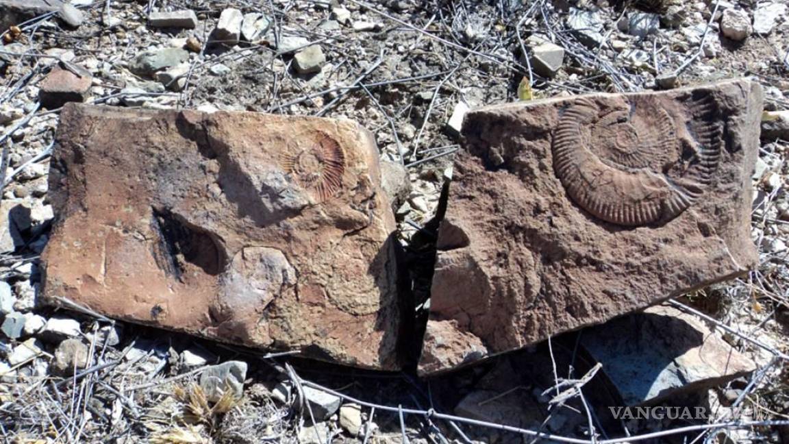 Hallan fósiles del Cretácico en Chihuahua