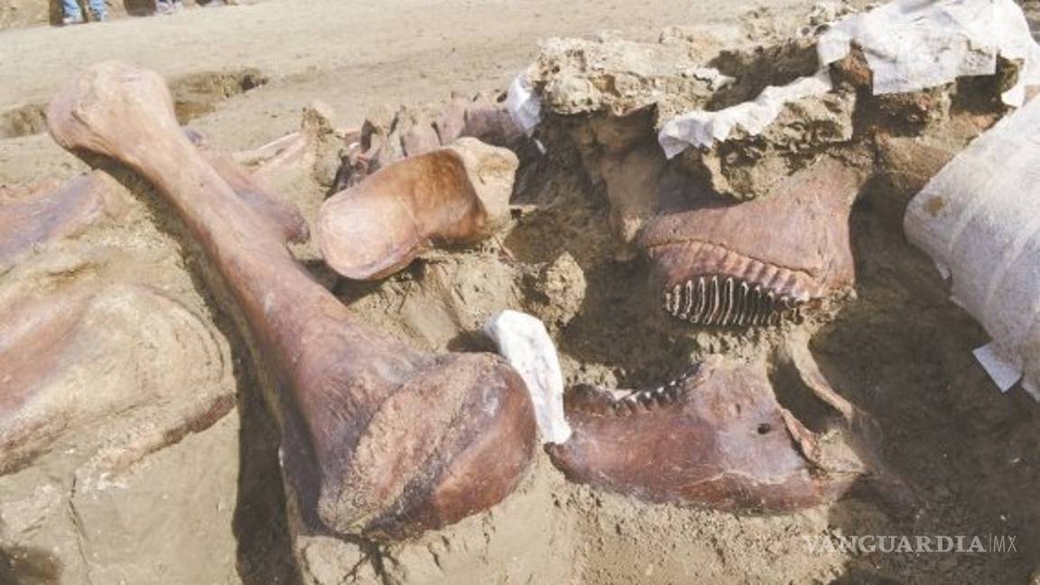 $!Continúa el descubrimiento: prevén hallar 25 mil huesos de mamut en Santa Lucía