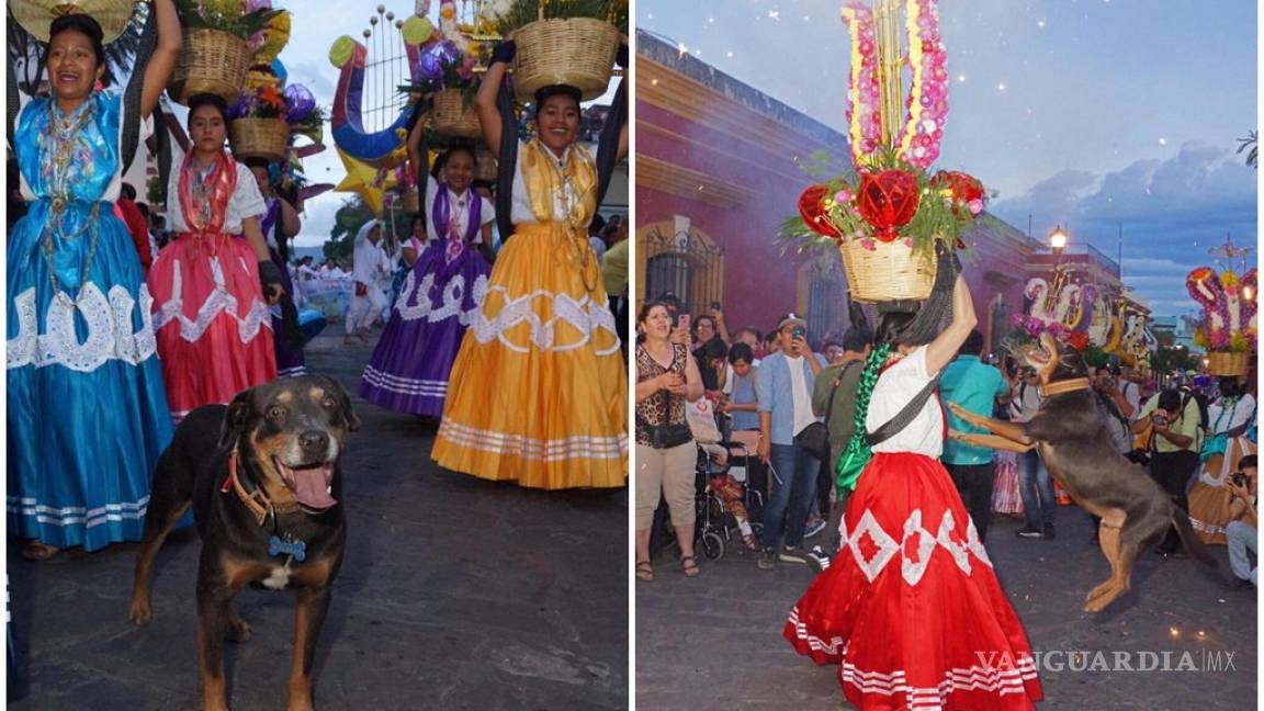 Piden que 'Mazapán' el perrito bailarín participe en la Guelatguetza