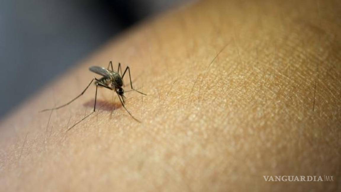 Prepárese... Dengue, zika y chikungunya amenazan a la México por altas temperaturas