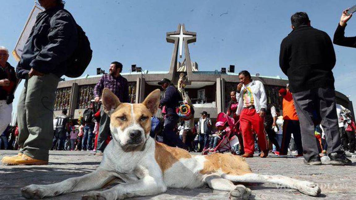 $!Casi 2 millones de peregrinos han llegado a la Basílica de Guadalupe