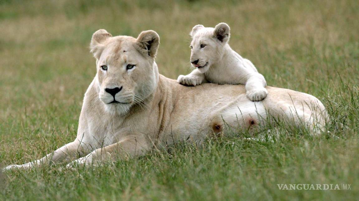 $!Una leona sostiene a uno de sus cachorros. Las hembras tienen un pelaje liso y de color claro que les permite mimetizarse en las praderas.