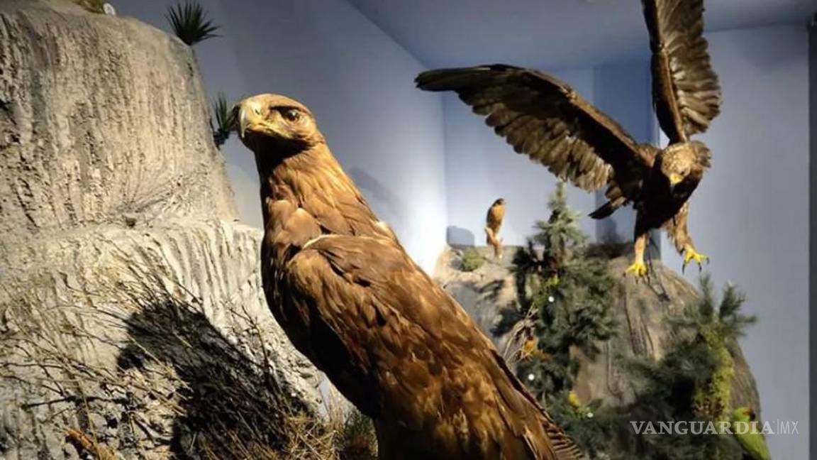 $!El Musave operará todos los días de Semana Santa y Pascua, con entrada accesible y paquetes familiares para fomentar el turismo educativo.