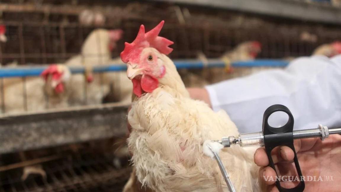 Vetan aves y derivados de EU por brote de influenza aviar