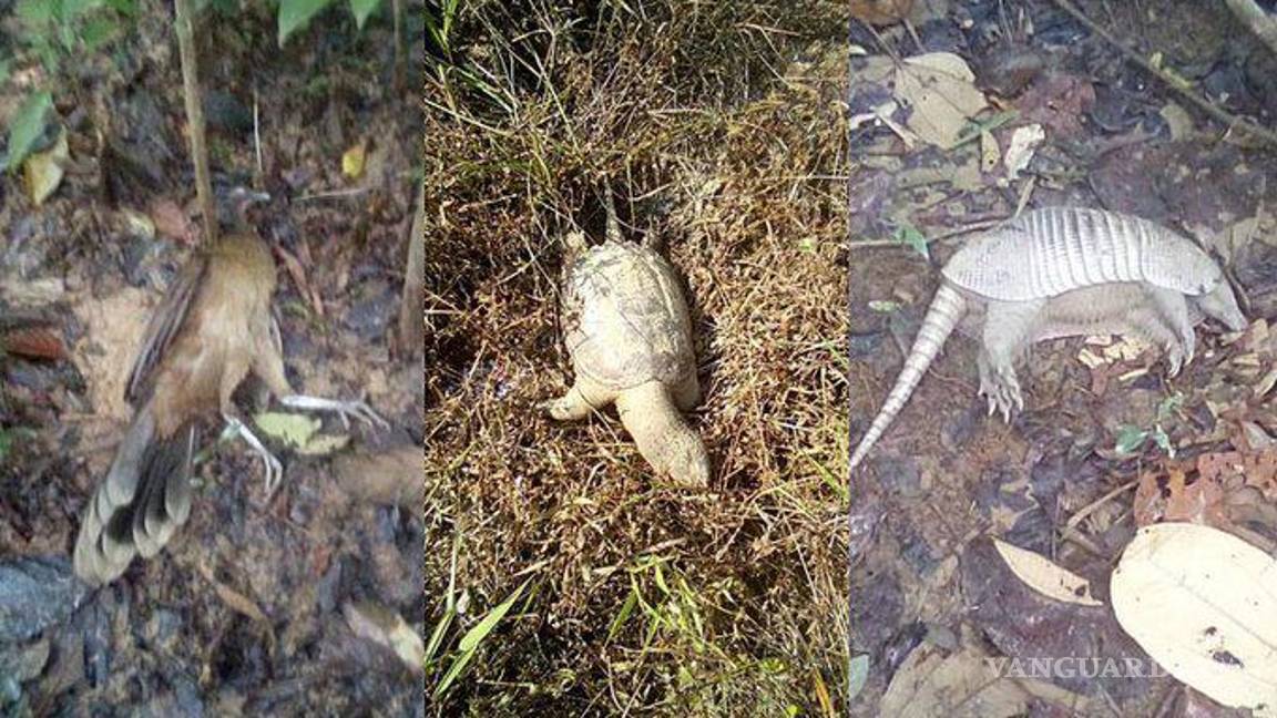 $!Activistas han descubierto animales “empetrolados”