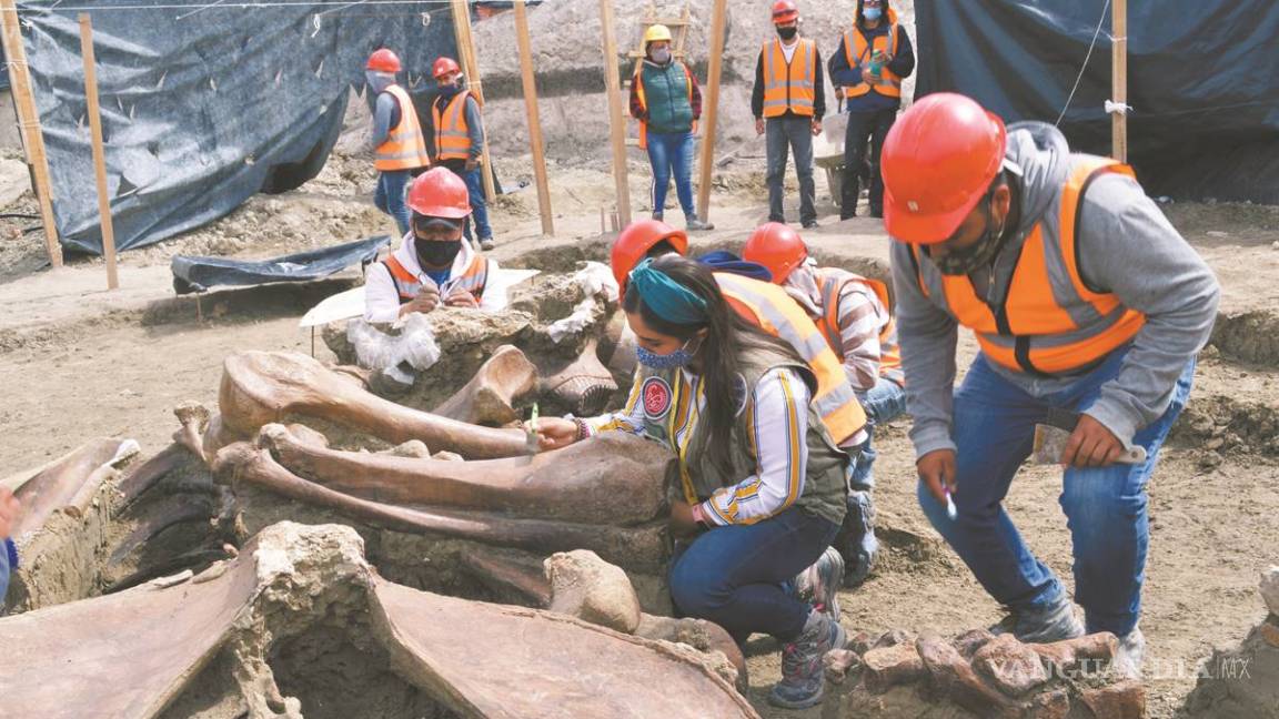 Continúa el descubrimiento: prevén hallar 25 mil huesos de mamut en Santa Lucía