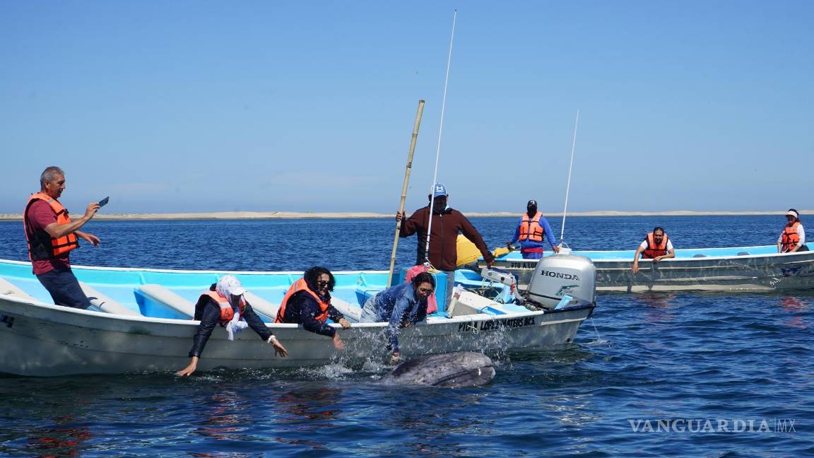 $!Turistas visitan el santuario de Ballenas grises (Eschrichtius robustus) en costas de Puerto López Mateos, en Baja California. EFE/Mahatma Fong