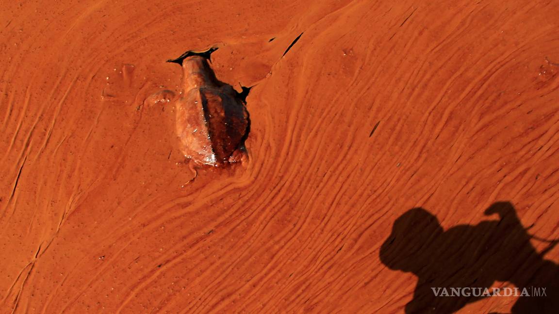 $!A 10 años de la explosión de la plataforma Deepwater Horizon la vida silvestre del Golfo de México sigue siendo afectada