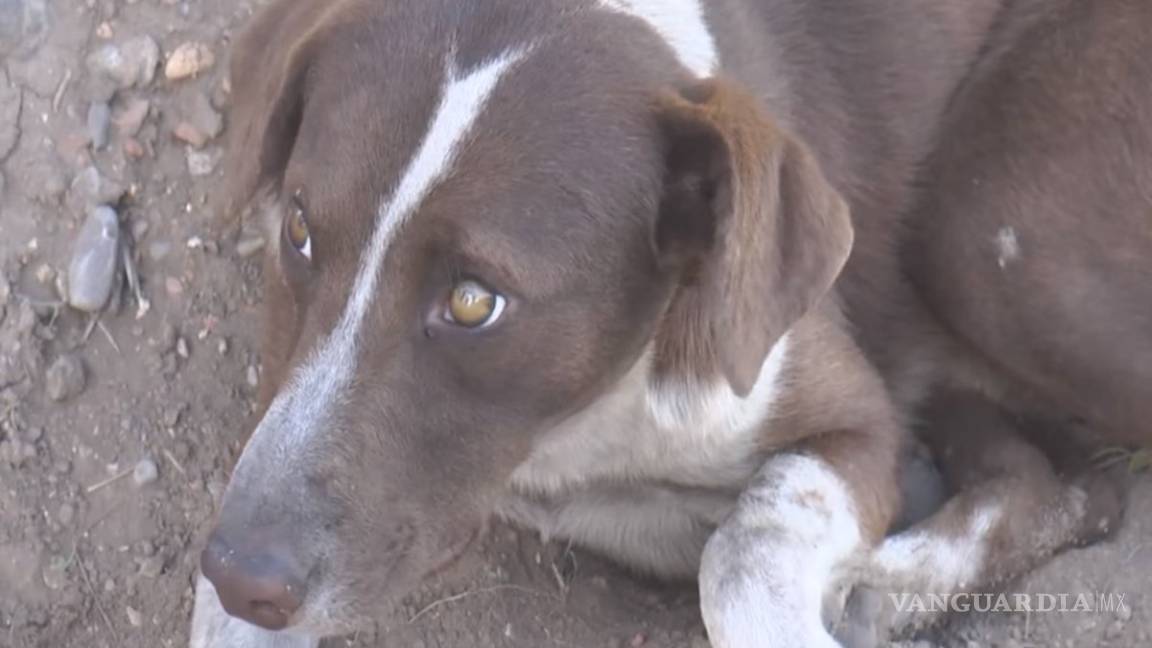 El es 'Cuchufleto' el perrito que espera a su dueño fallecido en mina de Múzquiz, Coahuila