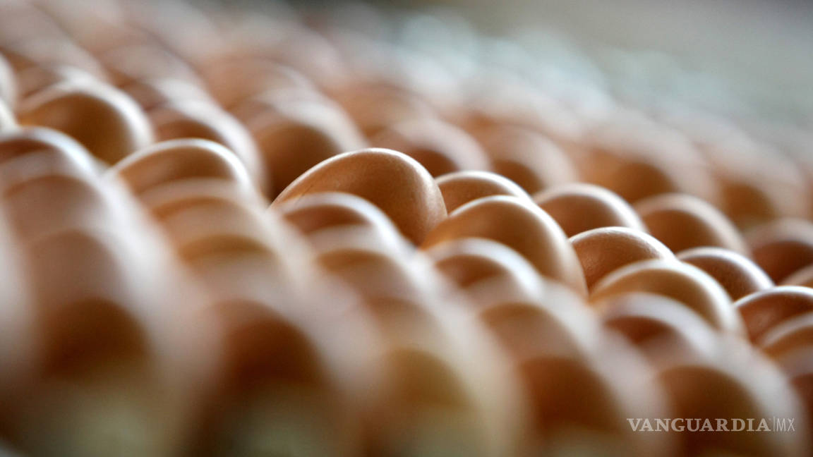 Escándalo por huevos contaminados con insecticida en Holanda
