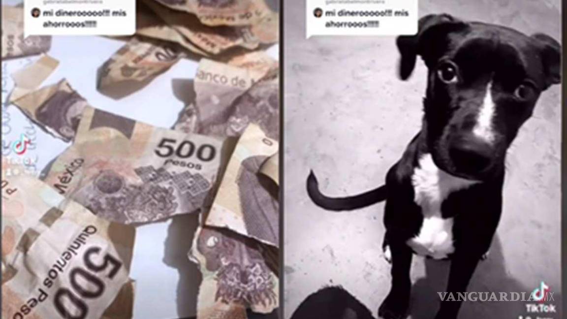 ¡Mis ahorros!... Perrito destroza billetes del aguinaldo de su dueña (video)