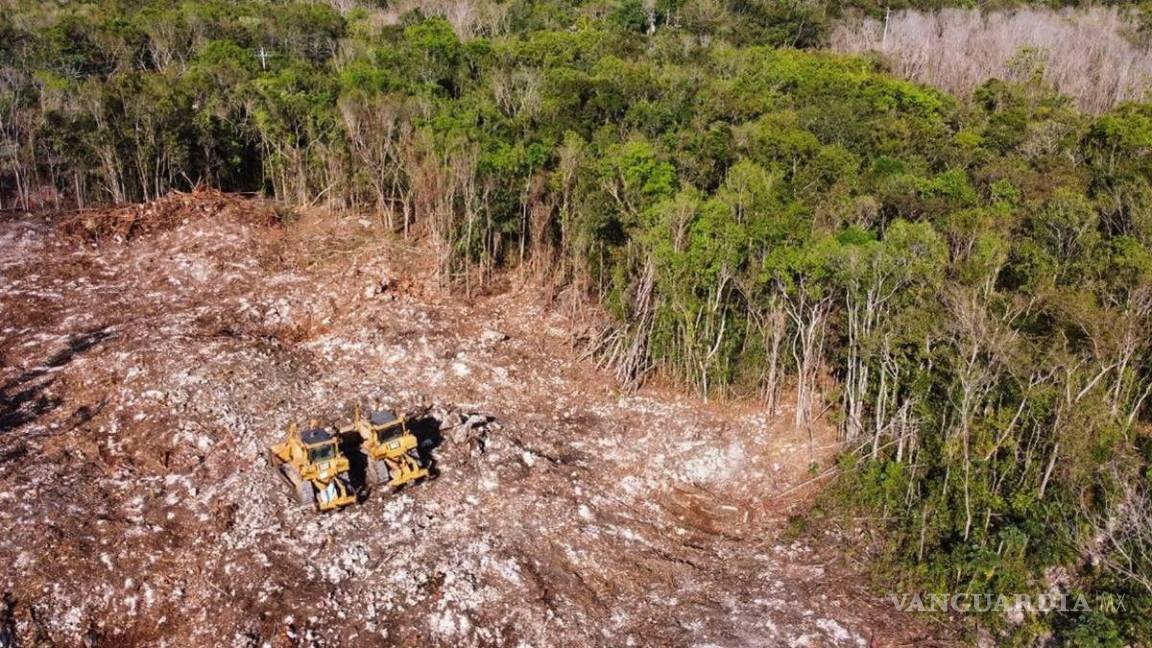 Otorgan a ambientalistas suspensión contra tala injustificada para Tren Maya
