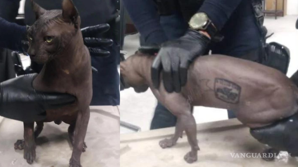 Banda de ‘Mexicles’ tatúan a gato egipcio en la cárcel
