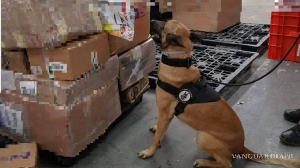 Binomios caninos encuentran 70 mil pastillas psicotrópicas en aeropuerto de Toluca