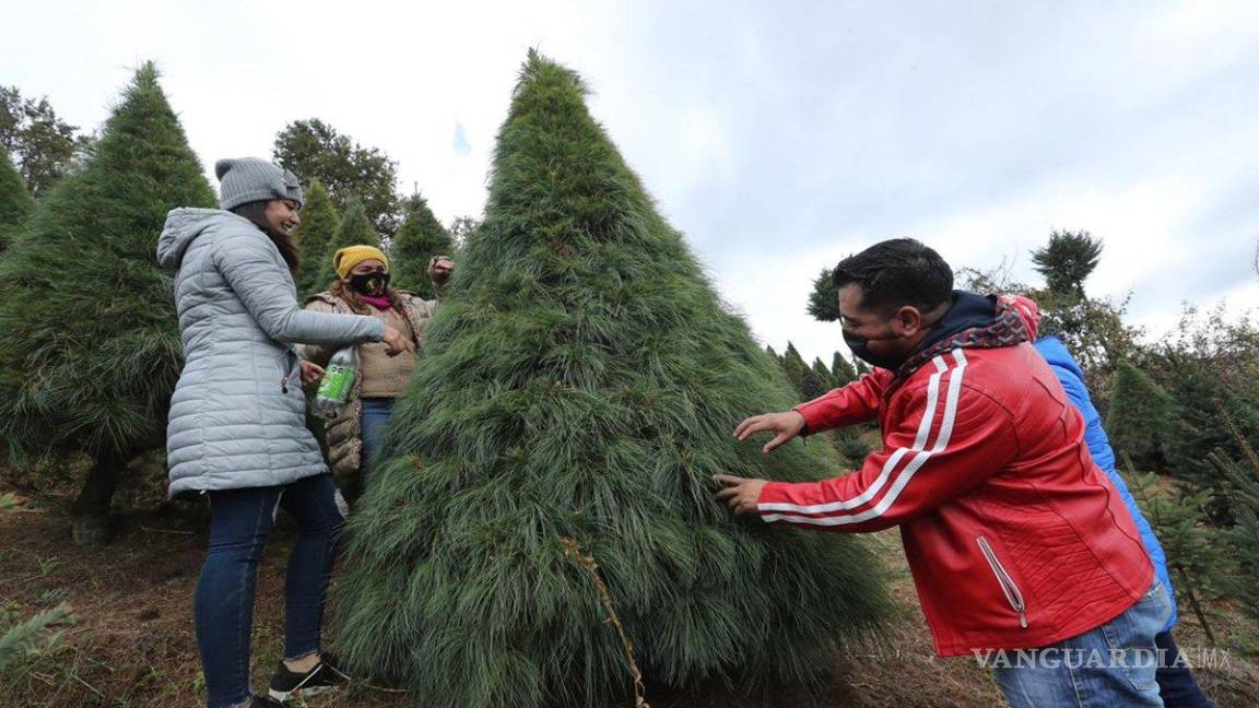 $!¿Cuánto te costará armar el arbolito de Navidad este año?