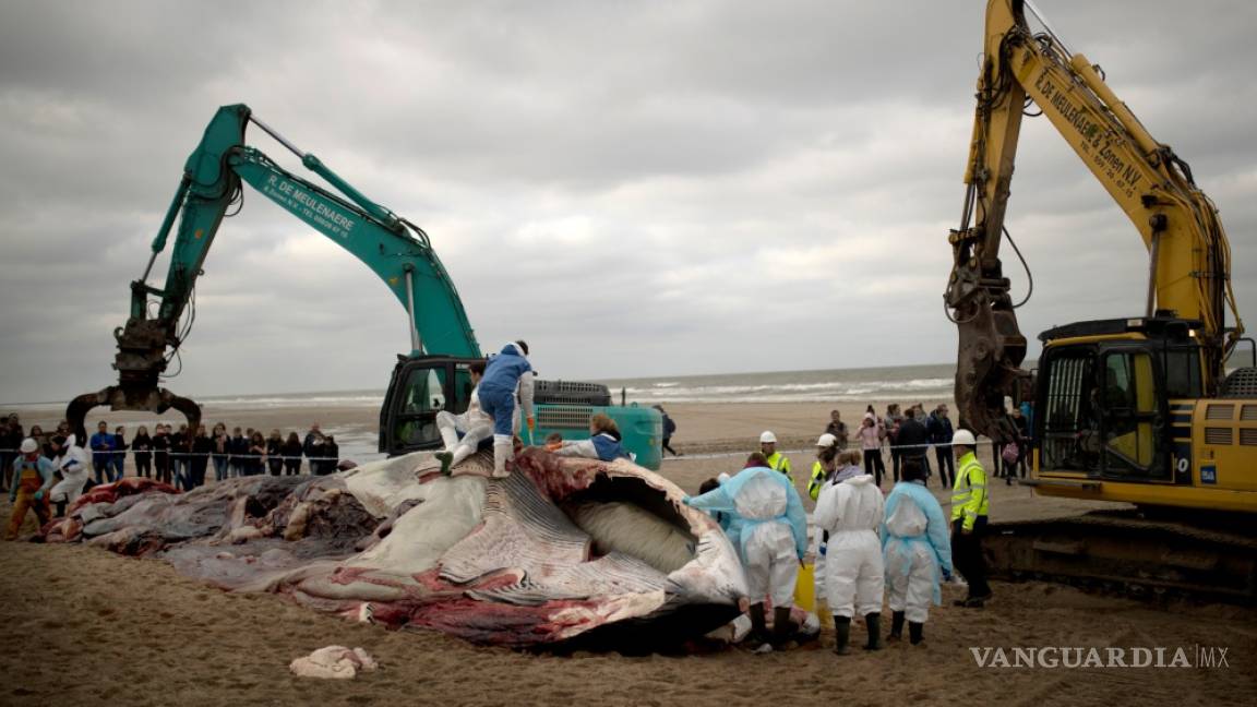Aparece una ballena de 18 metros muerta en una playa de Bélgica