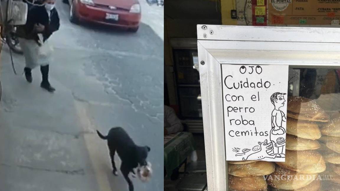 (Video): Captan a perrito robando pan; ‘asalta’ a una mujer y huye