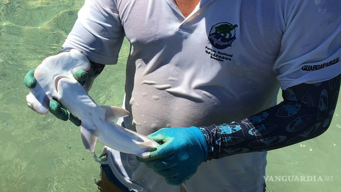 $!Descubren en la islas Galápagos una nueva “guardería” de tiburones