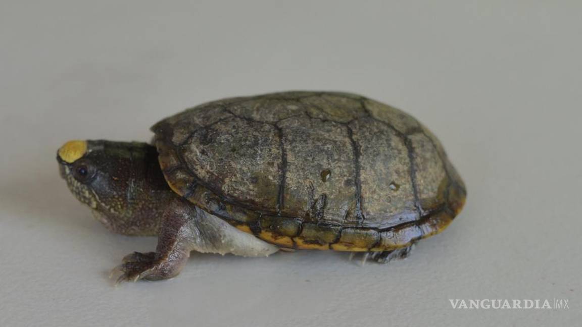 $!Se distribuye únicamente en el valle el río Ameca, que se extiende entre Nayarit y Jalisco