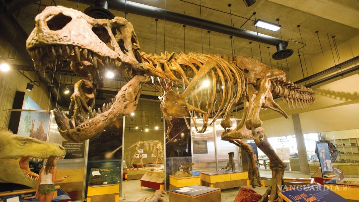 Scotty, el tiranosaurio más grande jamás descubierto