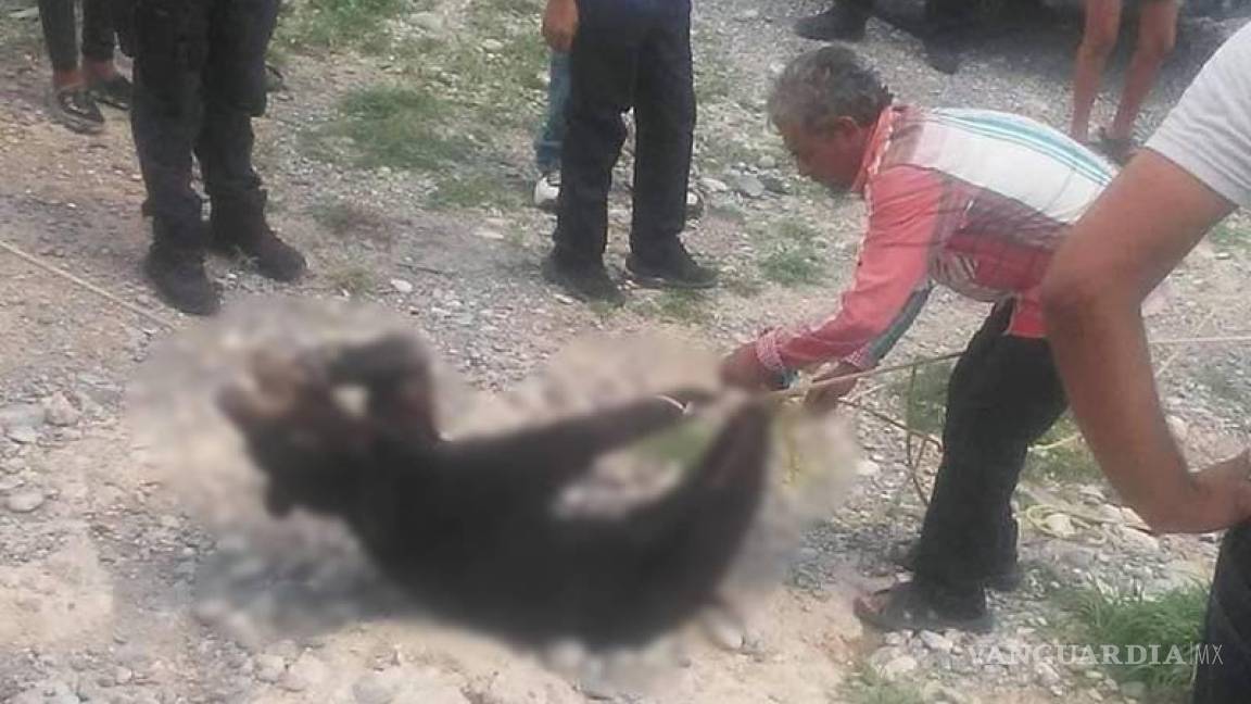 Investigan muerte de 2 osos en ejido El Rayado, de Saltillo, analiza la Sema interponer denuncia