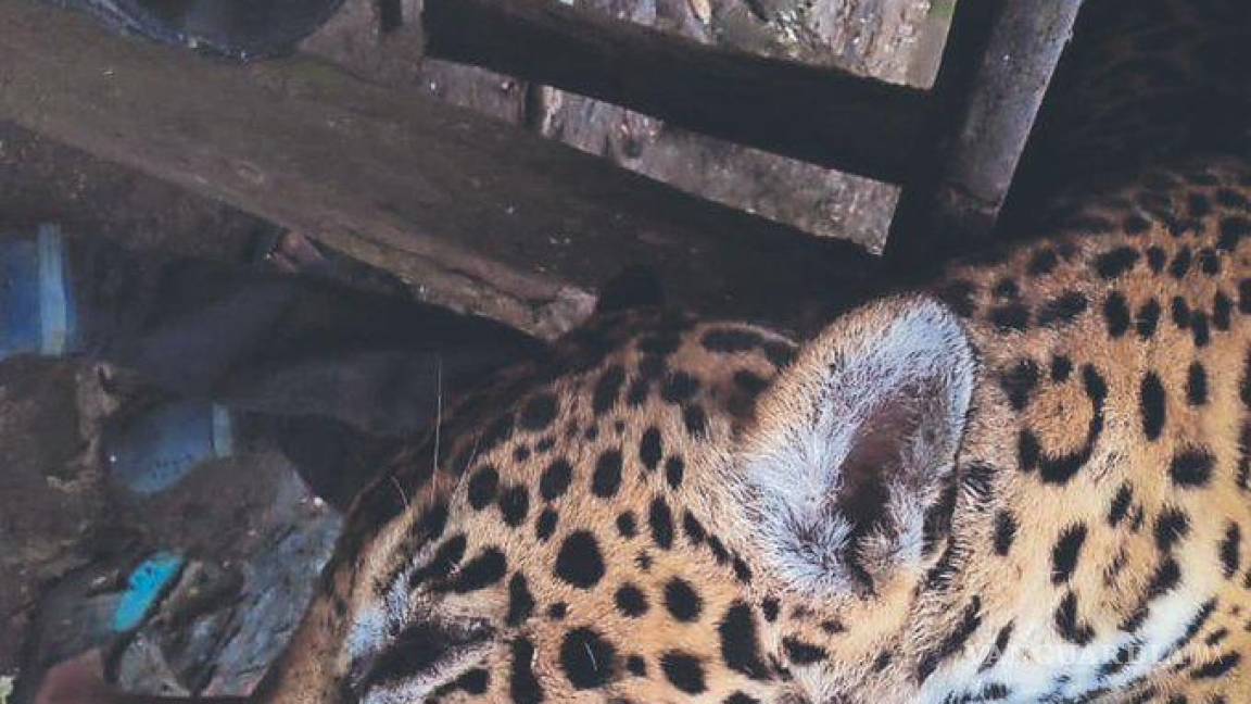 Cazadores presumen captura de jaguar en Campeche, lo desollan