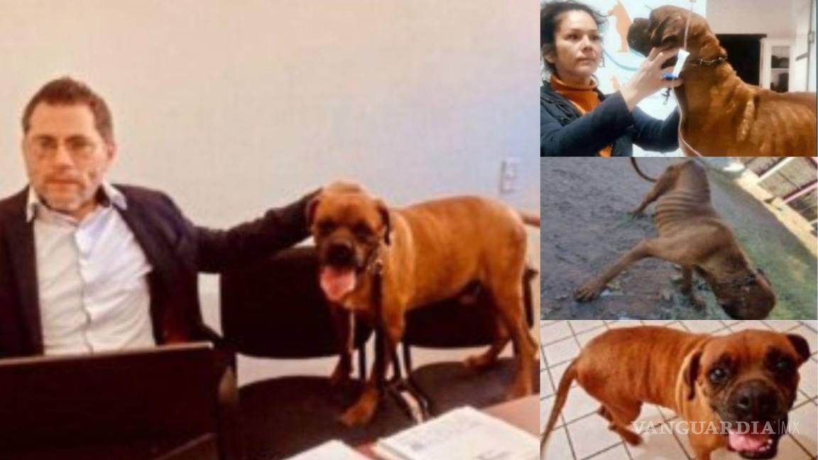Conoce a ‘El Chato’, primer perrito en participar en una audiencia judicial en México