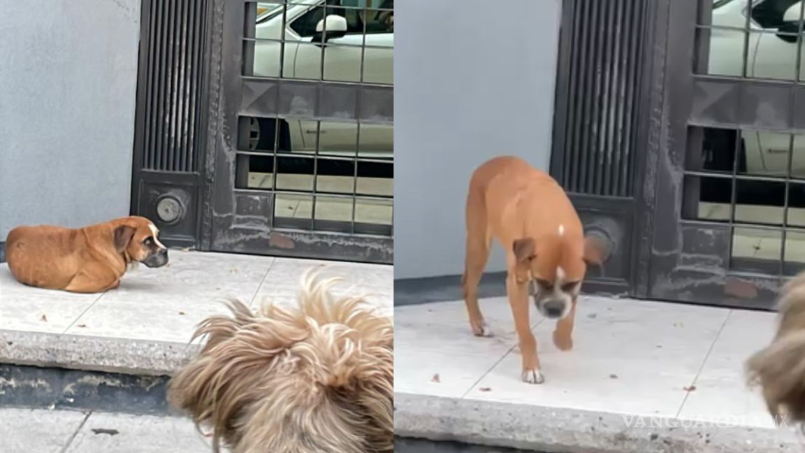 ¿Lo conoces? Reportan perrito abandonado en calle Chiapas, de Saltillo