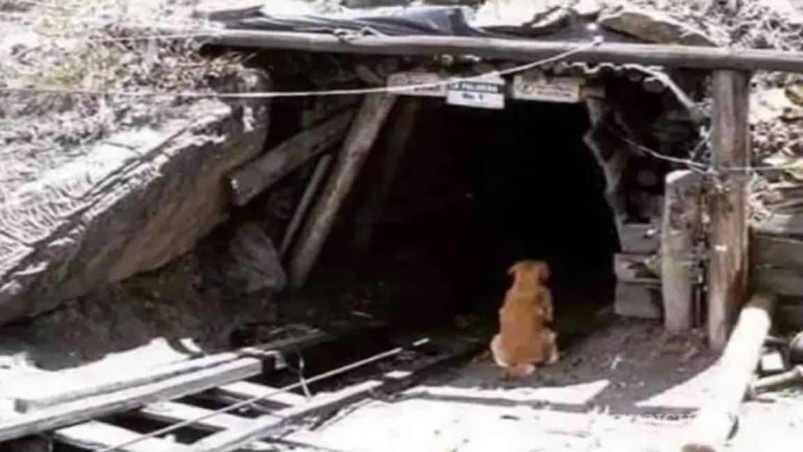 Dedican canción a “Cuchufleto”, el fiel perro de la mina en Coahuila que aún espera a su dueño