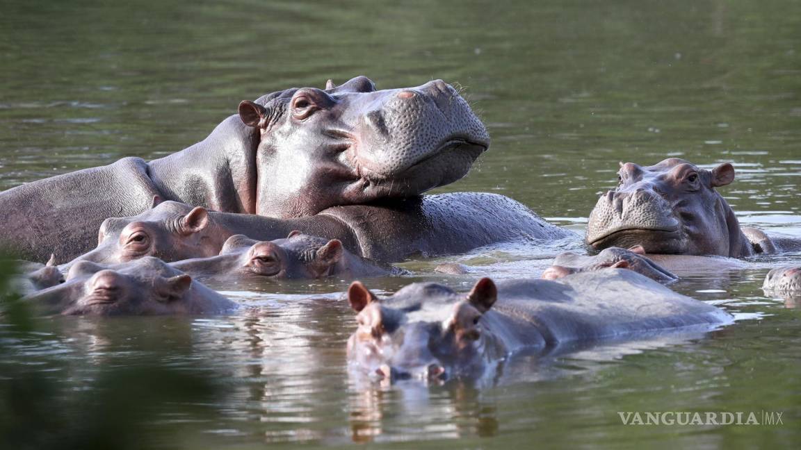 Otorgan en EU estatus de “persona” a hipopótamos de Escobar