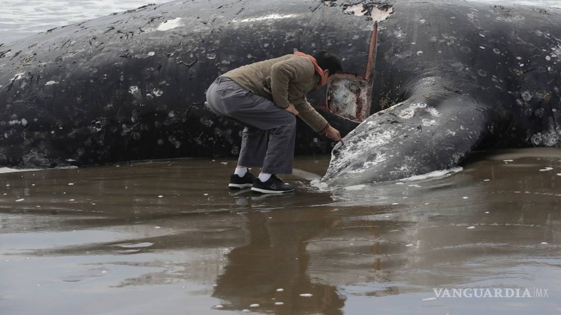 $!Encuentran a novena ballena muerta en la bahía de San Francisco
