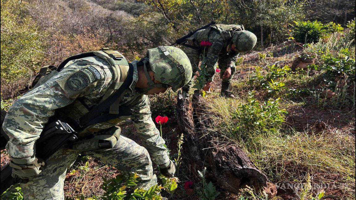 $!Sedena encuentra y destruye mega plantío de amapola en zona del Cártel de Sinaloa