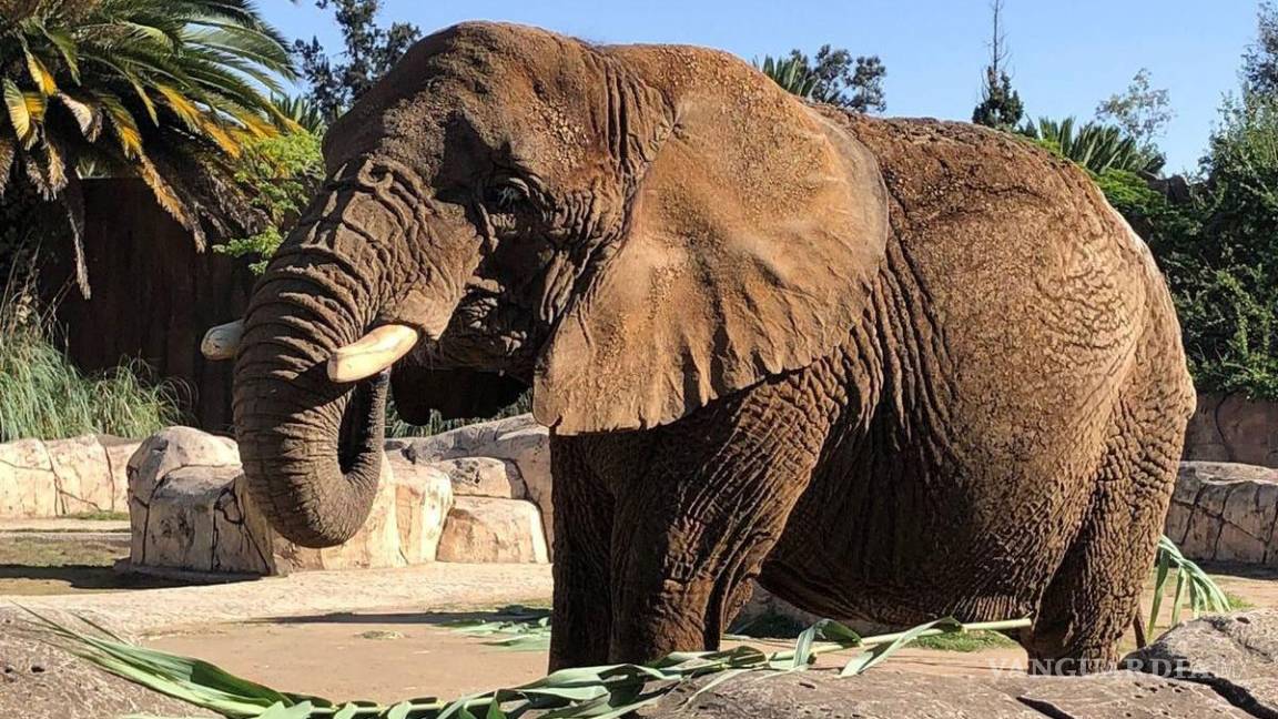 Suprema Corte revisará caso de elefanta Ely; ‘podría lograr libertad’: abogada