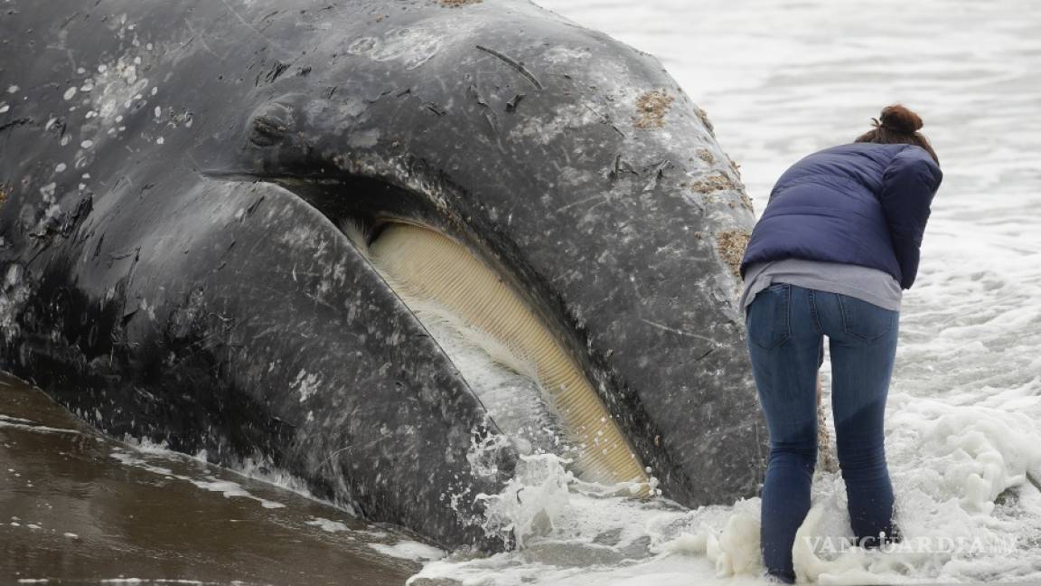 Encuentran a novena ballena muerta en la bahía de San Francisco