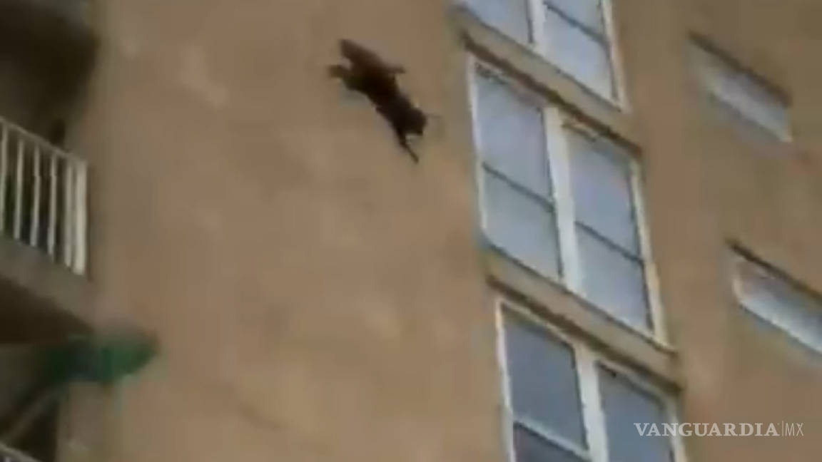 Mapache se lanza al vacío desde un noveno piso... y sobrevive (Video)