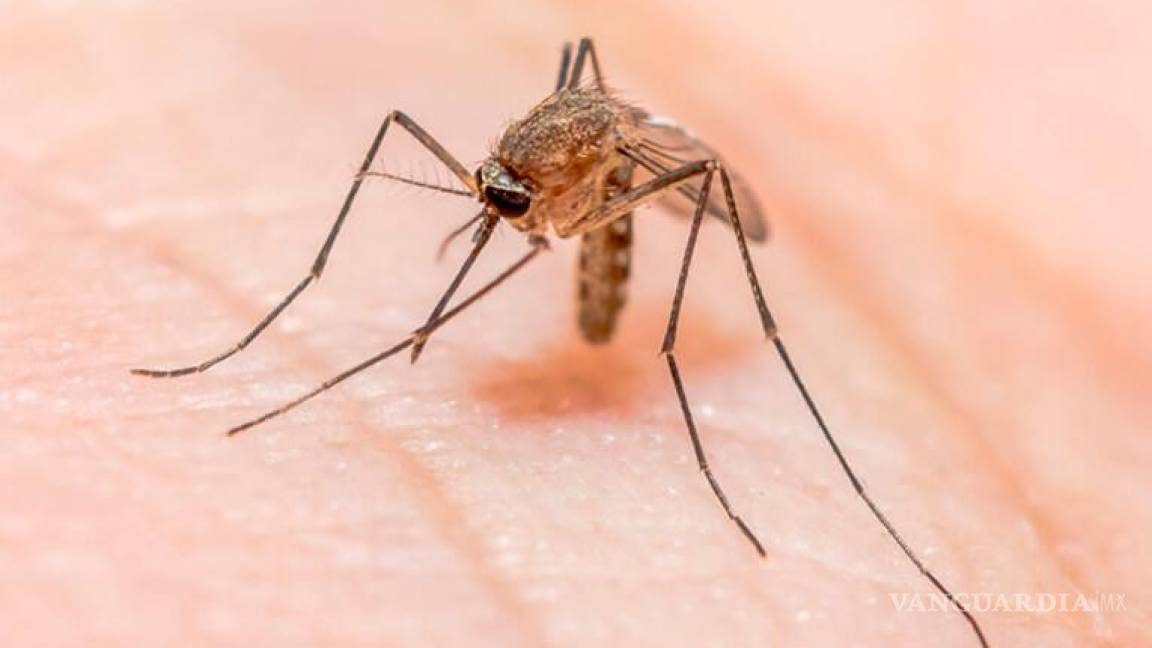 La malaria regresó a EU, registra casos locales 20 años después