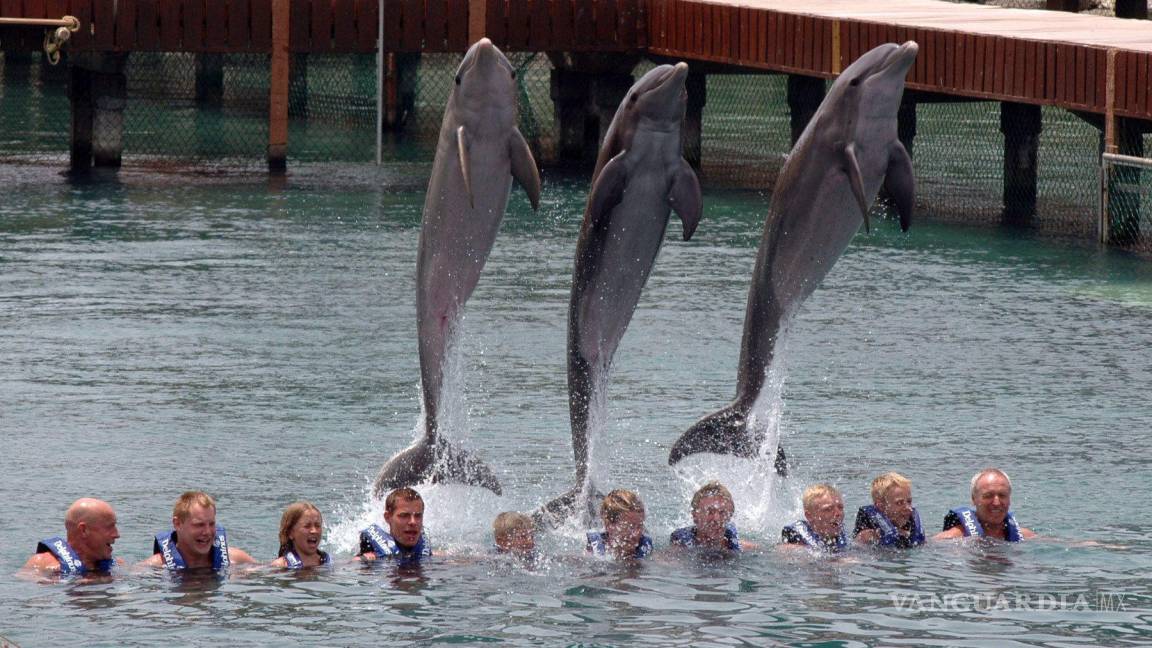 Prohíben shows de mamíferos marinos