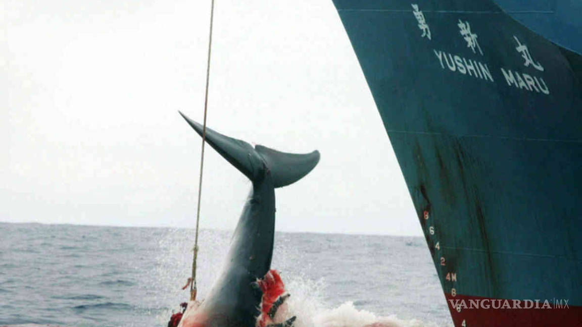 Publica Sea Shepherd video de la sangrienta caza de ballenas japonesa