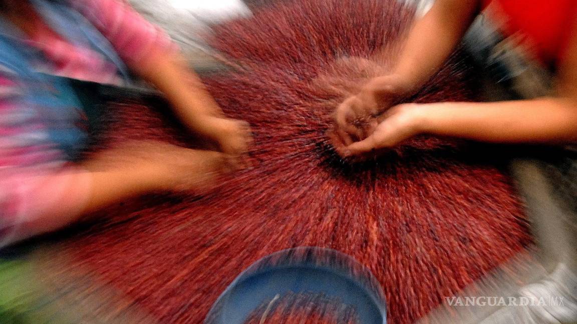 $!Una vez cosechados, los frijoles son seleccionados y preparados para el consumo alimentario. EFE