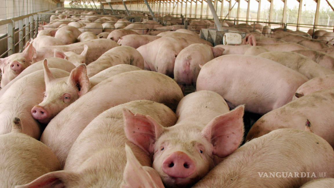 Costa Rica anuncia apertura del mercado chino para su carne porcina